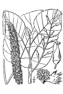 Populus heterophylla Swamp Cottonwood