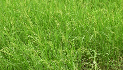Porteresia coarctata Wild rice. Uri. Tropical wild rice
