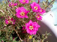 Portulaca grandiflora Rose Moss Portulaca grandiflora Rose Moss