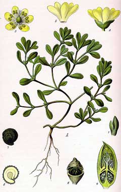 Portulaca oleracea Green Purslane, Little hogweed