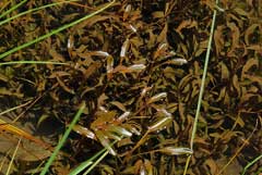 Potamogeton cheesemanii Potamogeton cheesemanii