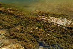 Potamogeton cheesemanii Potamogeton cheesemanii