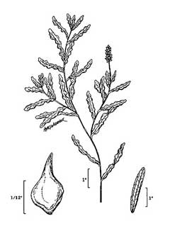 Potamogeton crispus Curly Pondweed Potamogeton crispus Curly Pondweed