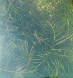 Potamogeton oxyphyllus Potamogeton oxyphyllus