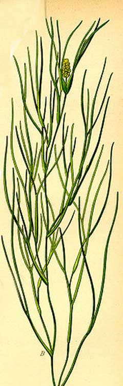 Potamogeton pectinatus Fennel-Leaved Pondweed Potamogeton pectinatus Fennel-Leaved Pondweed