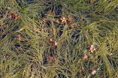 Potamogeton pectinatus Fennel-Leaved Pondweed Potamogeton pectinatus Fennel-Leaved Pondweed