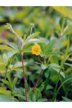 Potentilla simplex Old Field Cinquefoil, Common cinquefoil Potentilla simplex Old Field Cinquefoil, Common cinquefoil