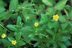 Potentilla simplex Old Field Cinquefoil, Common cinquefoil Potentilla simplex Old Field Cinquefoil, Common cinquefoil