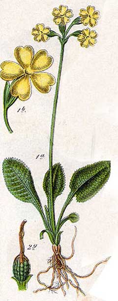Primula elatior Oxlip Primula elatior Oxlip