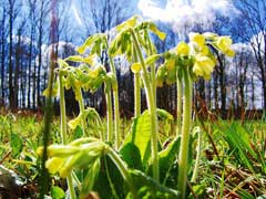 Primula elatior Oxlip Primula elatior Oxlip