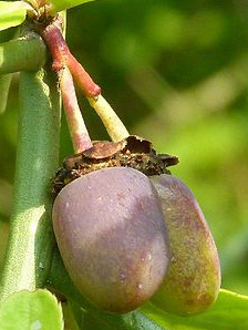 Prinsepia utilis Cherry prinsepia Prinsepia utilis Cherry prinsepia