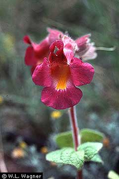 Proboscidea fragrans Sweet Unicorn Plant, Ram Proboscidea fragrans Sweet Unicorn Plant, Ram