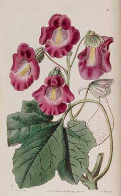 Proboscidea fragrans Sweet Unicorn Plant, Ram Proboscidea fragrans Sweet Unicorn Plant, Ram