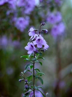 Prostanthera rotundifolia Mint Bush Prostanthera rotundifolia Mint Bush