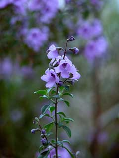 Prostanthera rotundifolia Mint Bush