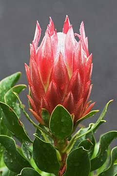 Protea cynaroides King Protea Protea cynaroides King Protea