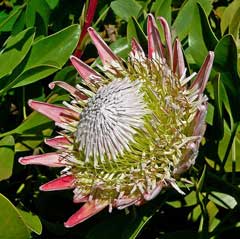 Protea cynaroides King Protea Protea cynaroides King Protea