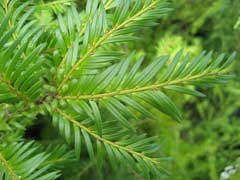 Prumnopitys ferruginea Miro Prumnopitys ferruginea Miro