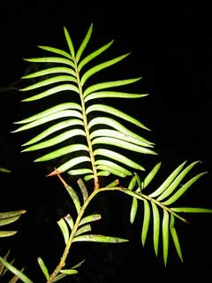 Prumnopitys ferruginea Miro Prumnopitys ferruginea Miro