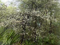 Prunus americana American Plum, American Wild Plum,  Wild Plum