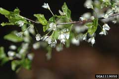 Prunus angustifolia Chickasaw Plum, Watson Prunus angustifolia Chickasaw Plum, Watson