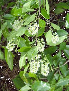 Laurocerasus caroliniana American Cherry Laurel, Carolina laurelcherry, Laurel Cherry,