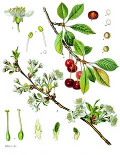 Prunus cerasus Sour Cherry Prunus cerasus Sour Cherry