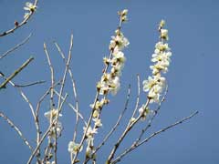 Prunus davidiana Chinese Wild Peach Prunus davidiana Chinese Wild Peach