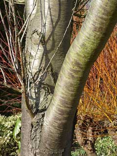 Prunus davidiana Chinese Wild Peach Prunus davidiana Chinese Wild Peach