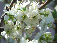 Prunus domestica Plum