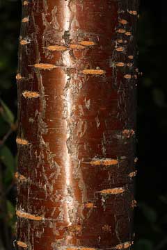 Prunus emarginata Bitter Cherry Prunus emarginata Bitter Cherry