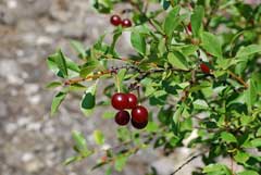 Prunus fruticosa Mongolian Cherry, European dwarf cherry Prunus fruticosa Mongolian Cherry, European dwarf cherry