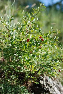 Prunus fruticosa Mongolian Cherry, European dwarf cherry Prunus fruticosa Mongolian Cherry, European dwarf cherry