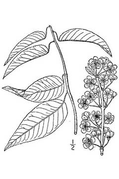 Prunus hortulana Hog Plum, Hortulan plum Prunus hortulana Hog Plum, Hortulan plum