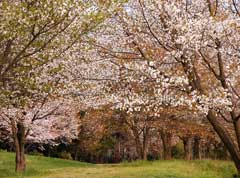 Prunus jamasakura Yamazakura Prunus jamasakura Yamazakura