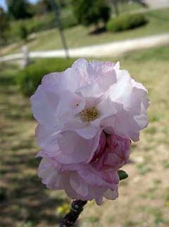 Prunus lannesiana Oshima Cherry Prunus lannesiana Oshima Cherry