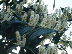 Prunus laurocerasus Cherry Laurel