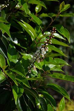 Prunus lusitanica Portugal Laurel