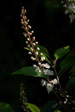 Prunus lusitanica Portugal Laurel