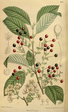 Prunus maximowiczii Miyama Cherry, Korean cherry Prunus maximowiczii Miyama Cherry, Korean cherry