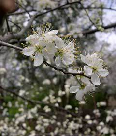 Prunus mexicana Mexican Plum Prunus mexicana Mexican Plum