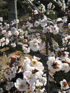 Prunus mume Japanese Apricot, Japanese Flowering, Apricot