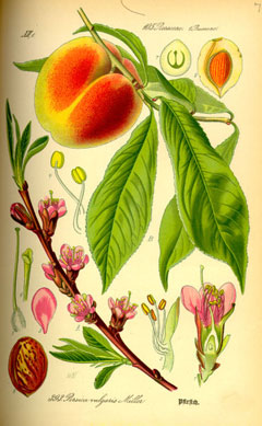 Prunus persica Peach