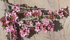 Prunus prostrata Mountain Cherry Prunus prostrata Mountain Cherry