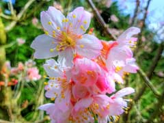 Prunus pseudocerasus Cambridge Cherry Prunus pseudocerasus Cambridge Cherry