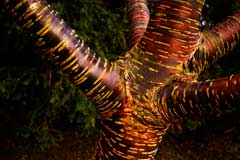 Prunus rufa Himalayan Cherry Prunus rufa Himalayan Cherry