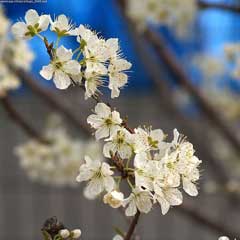 Prunus_salicina Japanese Plum