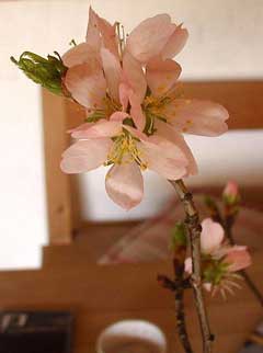 Prunus sargentii Sargent Cherry Prunus sargentii Sargent Cherry