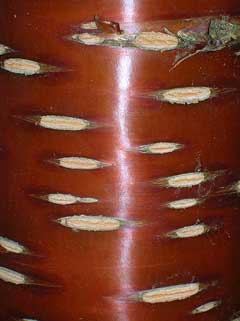 Prunus serrula Birch Bark Cherry, Japanese flowering cherry Prunus serrula Birch Bark Cherry, Japanese flowering cherry