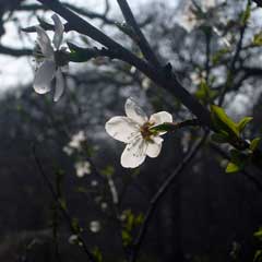 Prunus simonii Apricot Plum Prunus simonii Apricot Plum